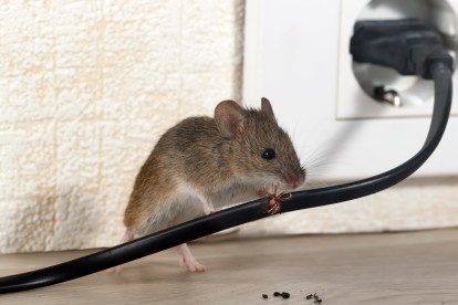 Pest Control in Neasden, NW2. Call Now! 020 8166 9746