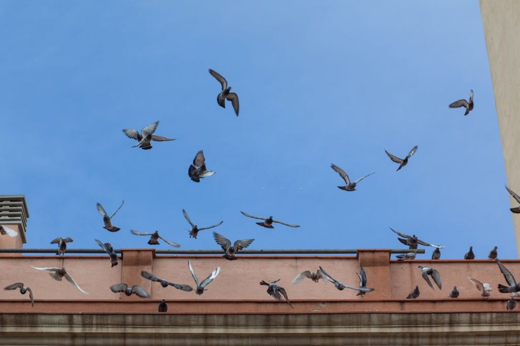 Pigeon Pest, Pest Control in Neasden, NW2. Call Now 020 8166 9746