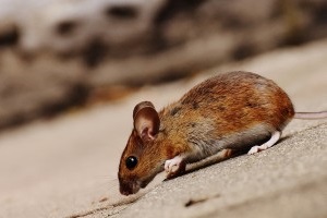 Mouse extermination, Pest Control in Neasden, NW2. Call Now 020 8166 9746