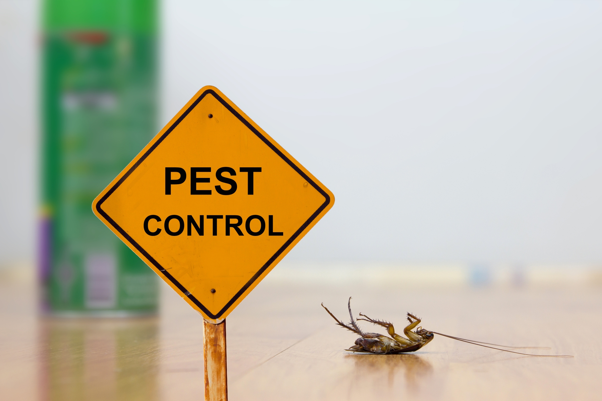 24 Hour Pest Control, Pest Control in Neasden, NW2. Call Now 020 8166 9746