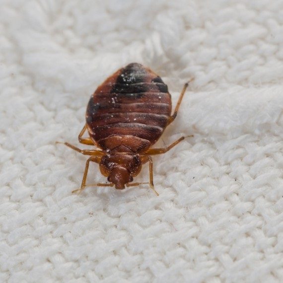 Bed Bugs, Pest Control in Neasden, NW2. Call Now! 020 8166 9746