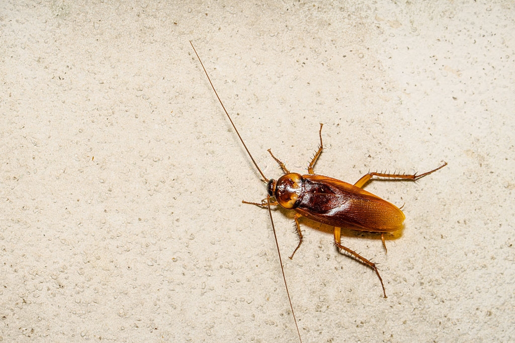 Cockroach Control, Pest Control in Neasden, NW2. Call Now 020 8166 9746
