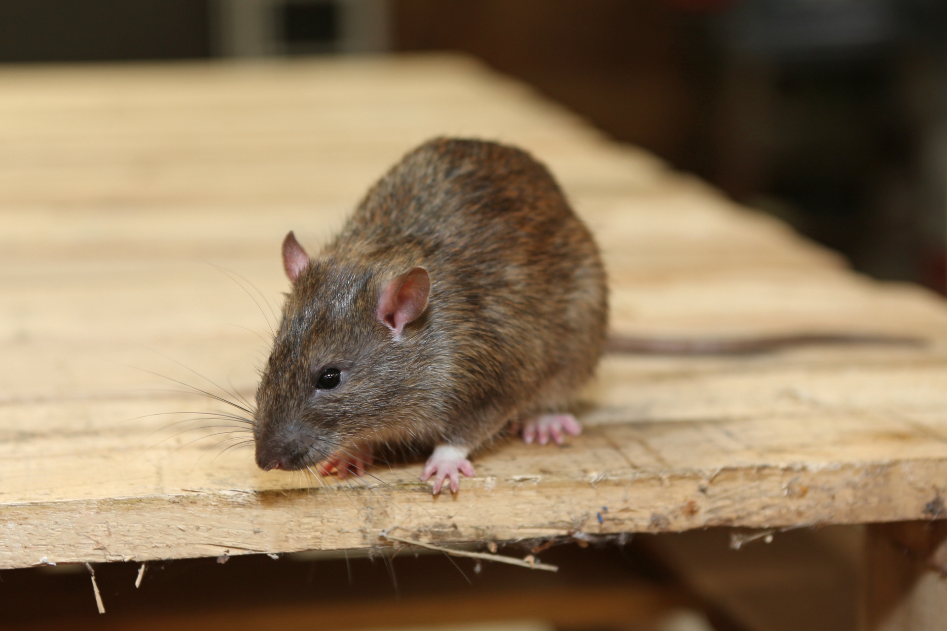 Rat Infestation, Pest Control in Neasden, NW2. Call Now 020 8166 9746