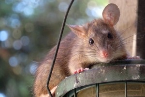 Rat Control, Pest Control in Neasden, NW2. Call Now 020 8166 9746