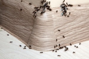 Ant Control, Pest Control in Neasden, NW2. Call Now 020 8166 9746