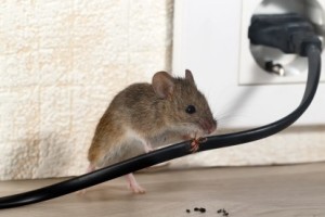 Mice Control, Pest Control in Neasden, NW2. Call Now 020 8166 9746